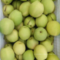 Nova Colheita Fresh Green Shandong Pear